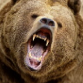 Trade Bear